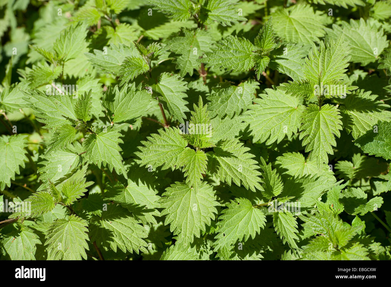 Stinging nettles (Urtica dioica), Thuringia, Germany Stock Photo