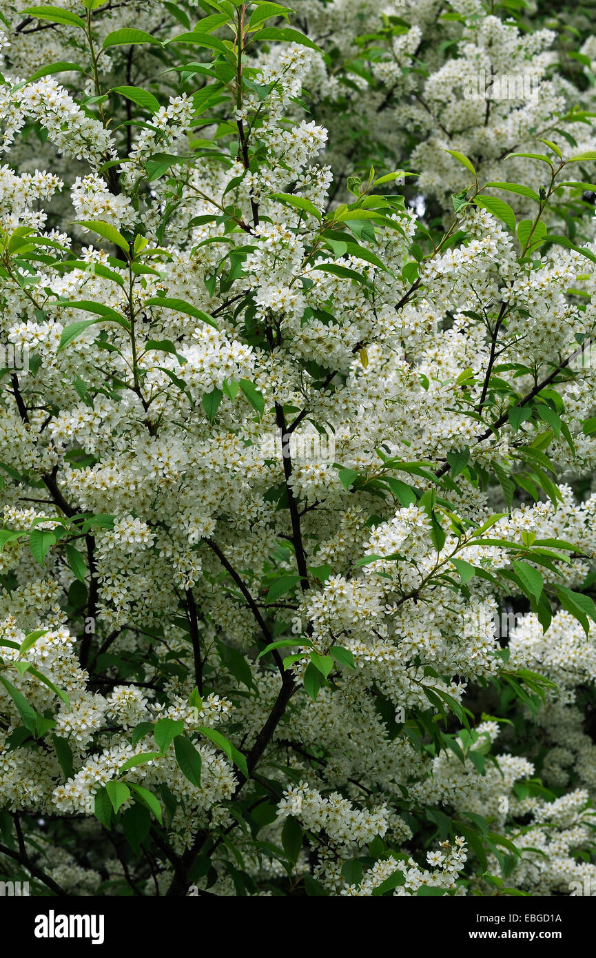 Blooming Hackberry Tree High Resolution Stock Photography and Images ...