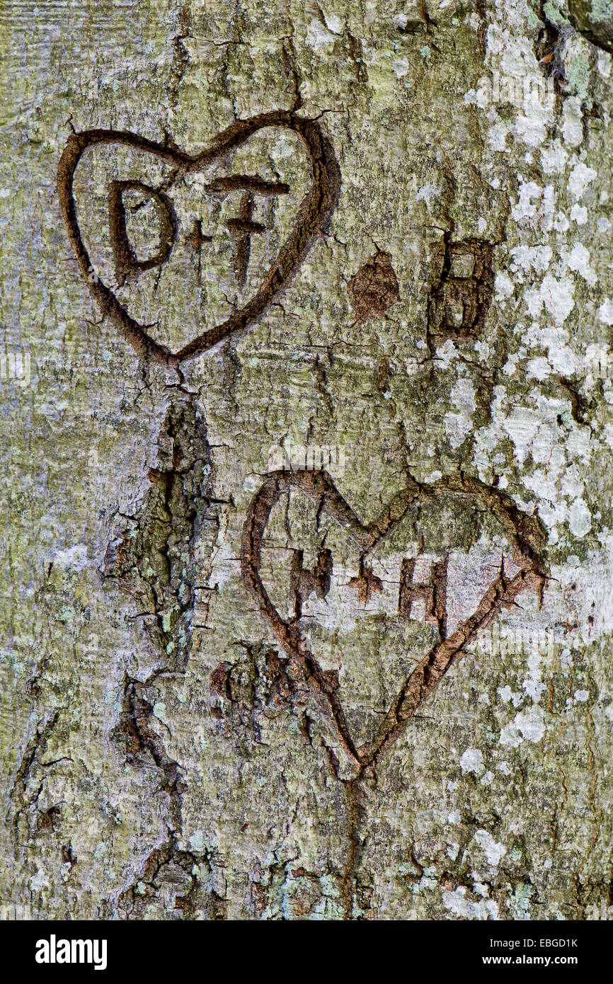 Hearts with the letters D and F, and H and H, carved into a tree bark, Bavaria, Germany Stock Photo