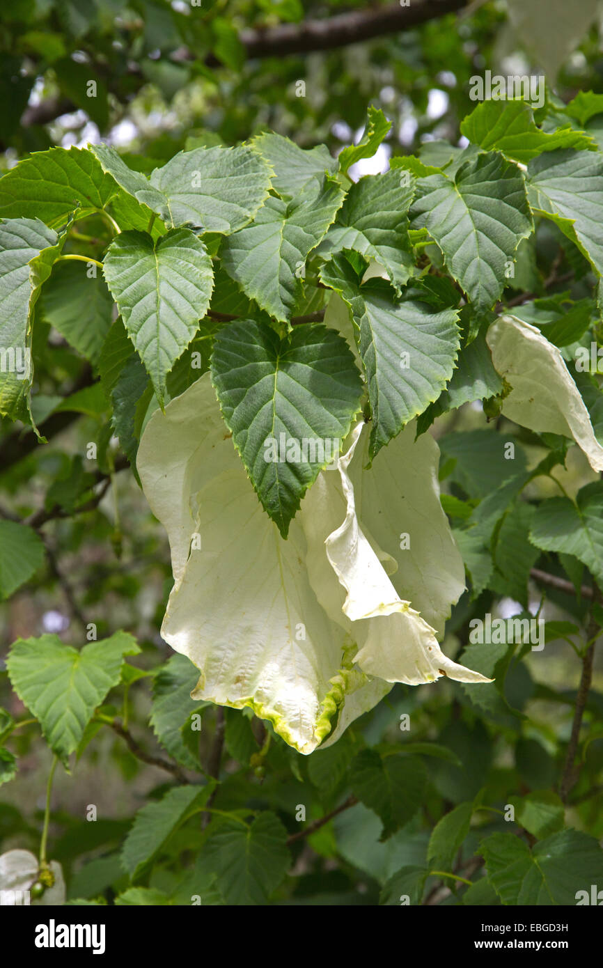 Davidia Involucrata, Handkerchief tree, Dove tree Stock Photo