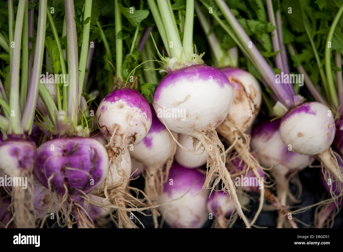 Freshly Harvested turnips (Brassica rapa rapa) Stock Photo