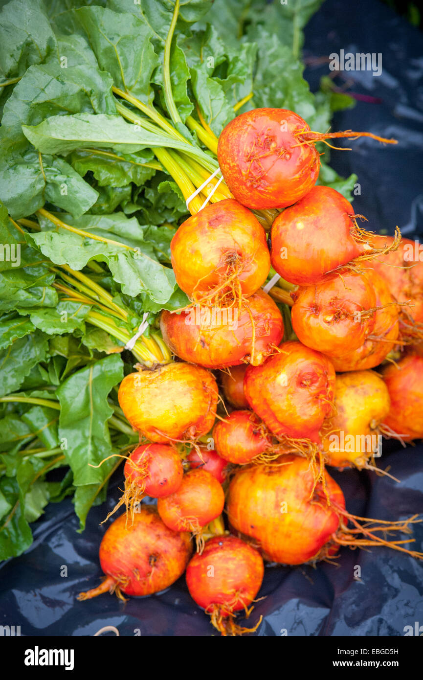 Turnips (Brassica rapa rapa) after harvest Stock Photo Alamy