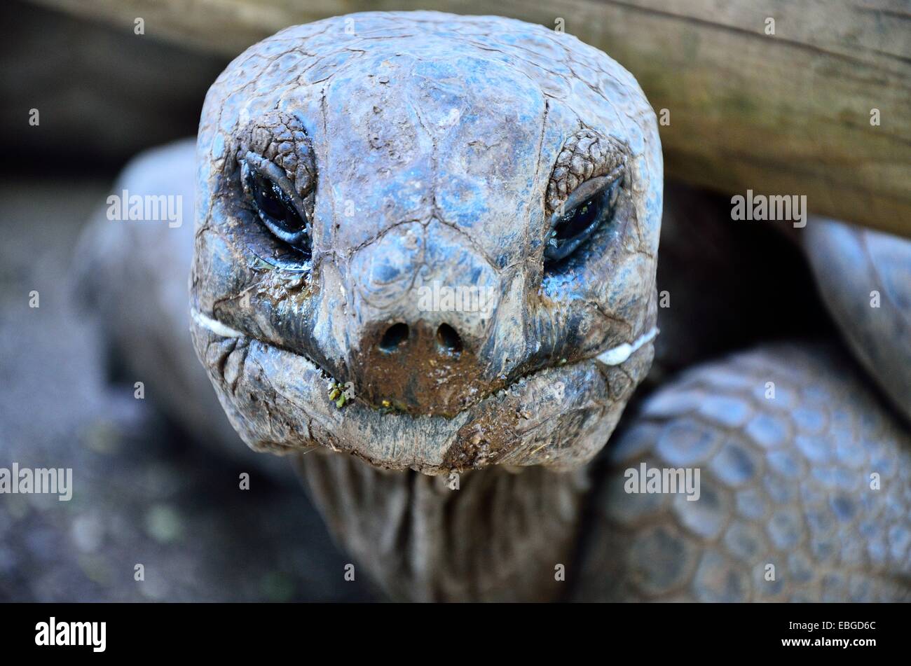 Zoom on the wrinkled face of a giant turtle gros plan sur le visage ridé d'une tortue géante Stock Photo