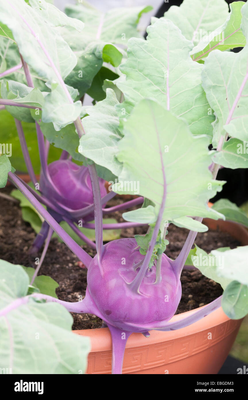 Kohl Rabi purple delicacy growing in a container Stock Photo