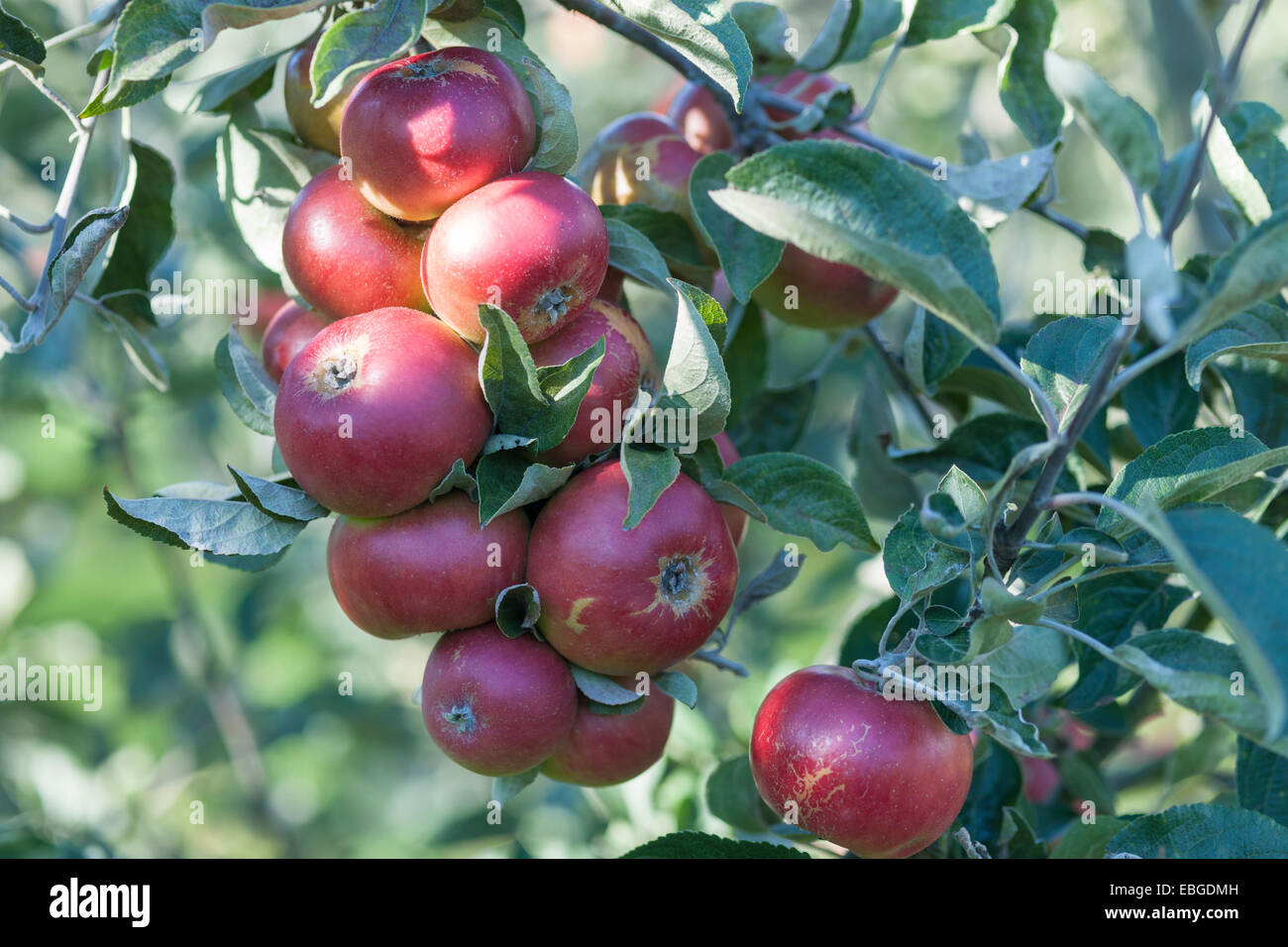 large bunch of apples hanging on tree branch Stock Photo - Alamy