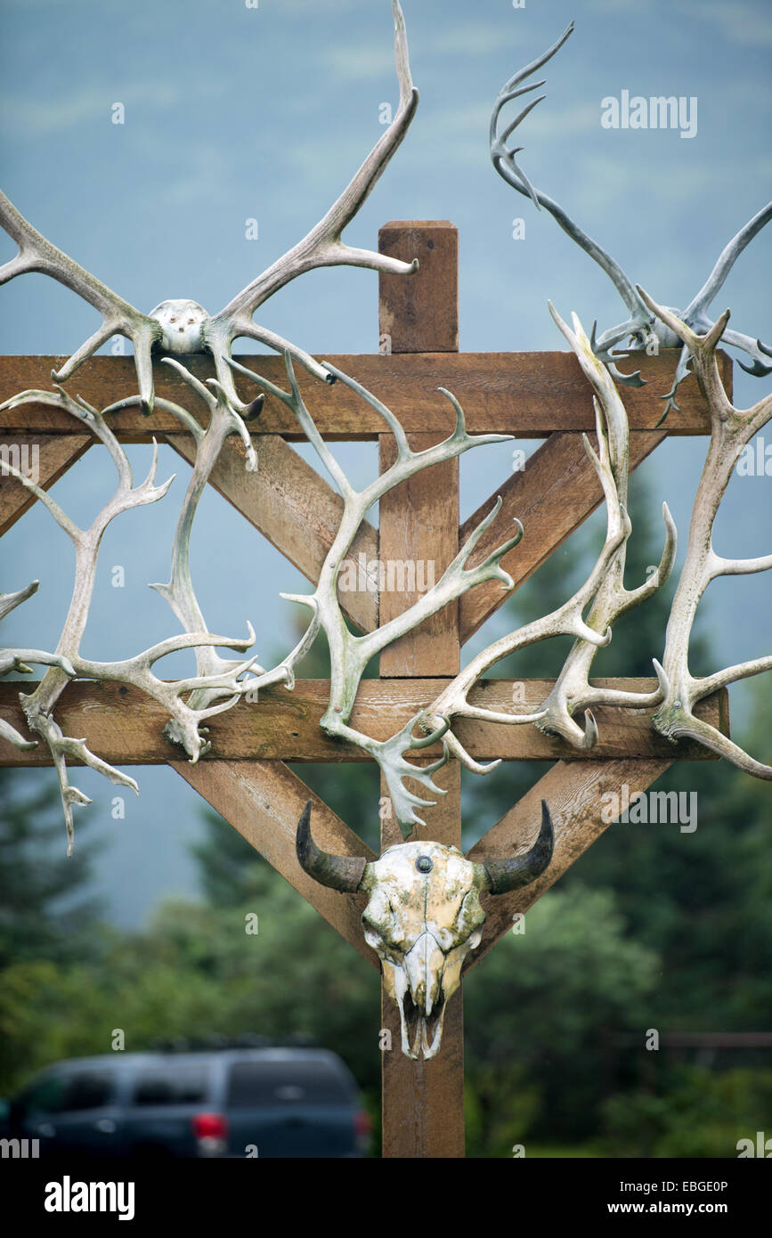Display of antlers and a bison skull (bison bison) Stock Photo