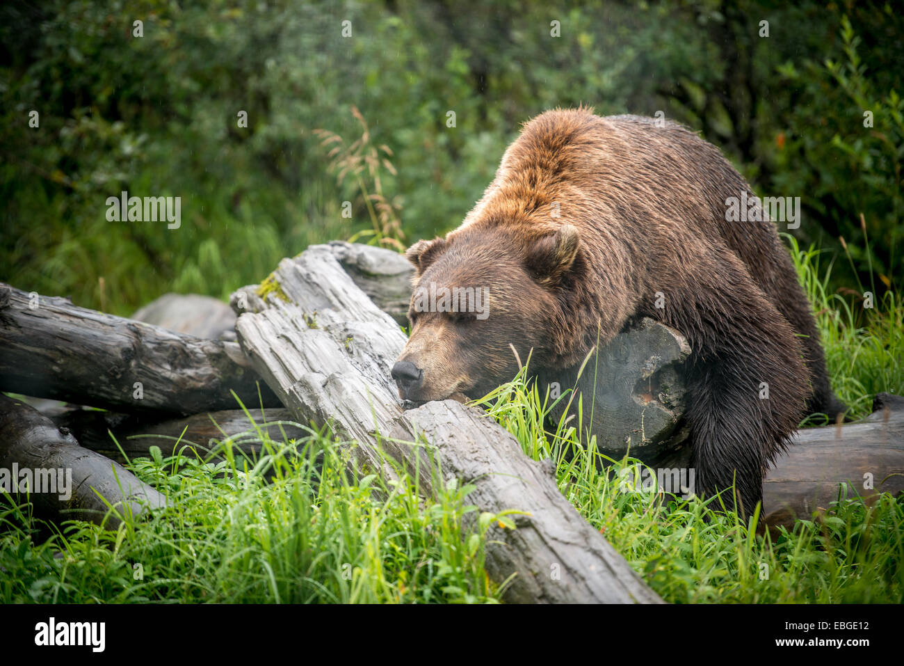 Brown bear (Ursus arctos) sleeping  in Alaska. Stock Photo