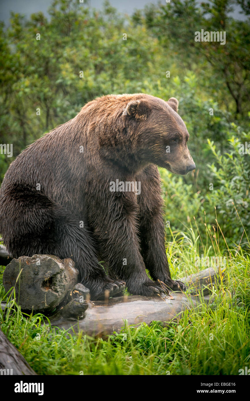 Brown bear (Ursus arctos)  in Alaska. Stock Photo