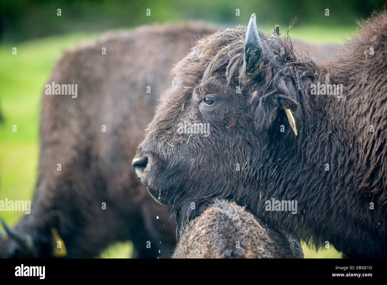 Wood Bison (Bison bison athabascae) (Wood Buffalo) in Alaska Stock Photo Alamy