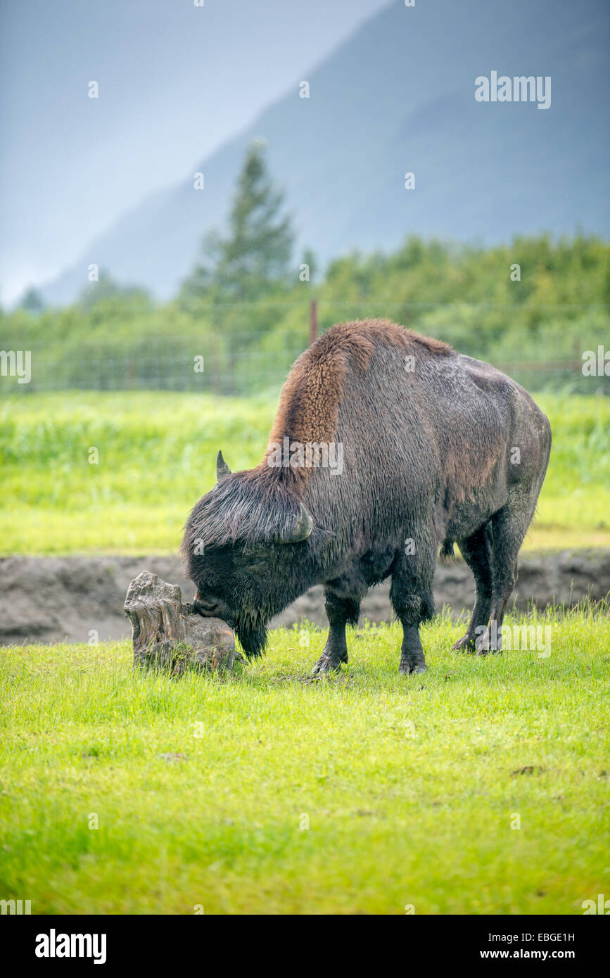 Wood Bison (Bison bison athabascae) (Wood Buffalo) in Alaska Stock Photo Alamy