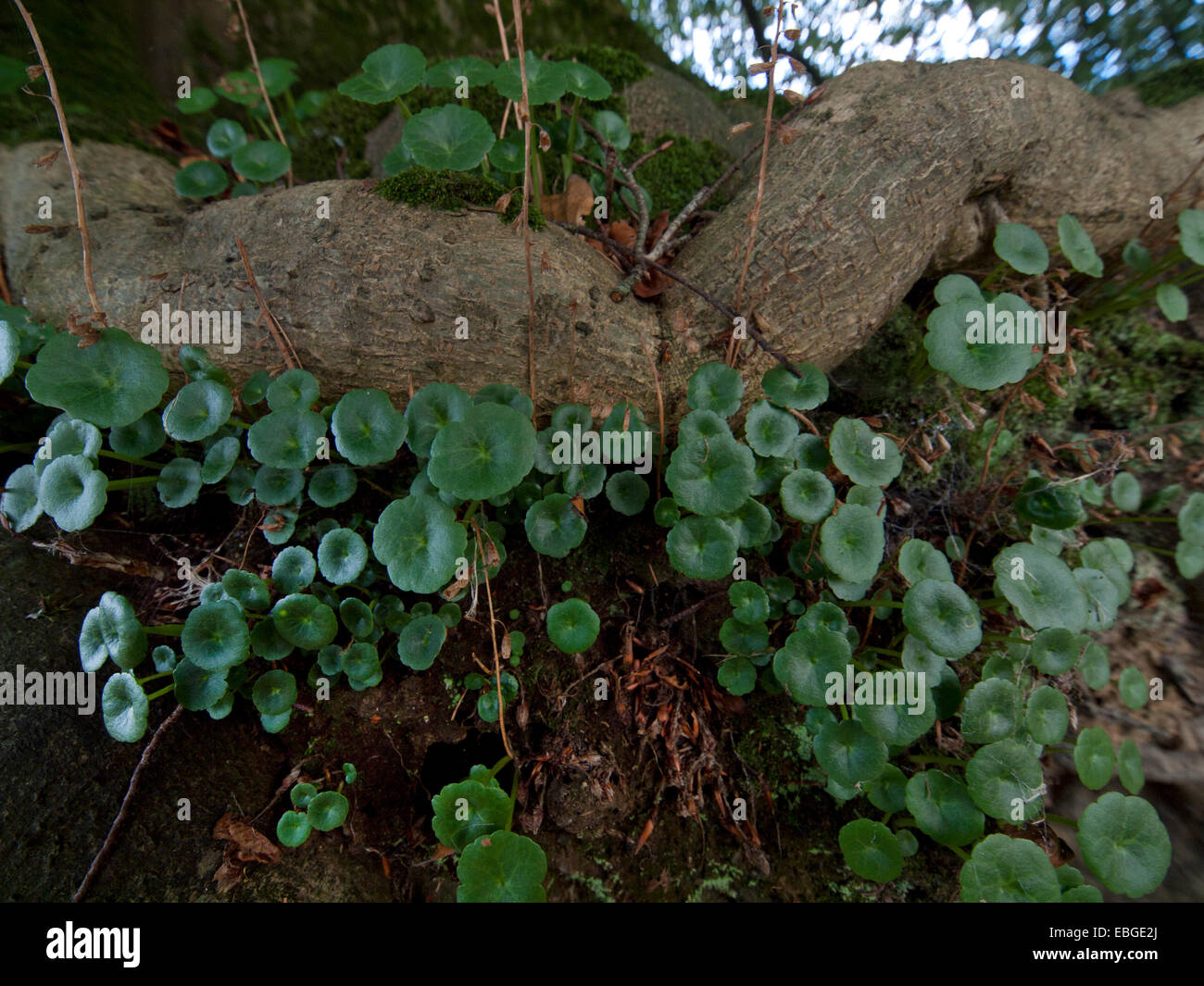 Irish tree roots hi-res stock photography and images - Alamy