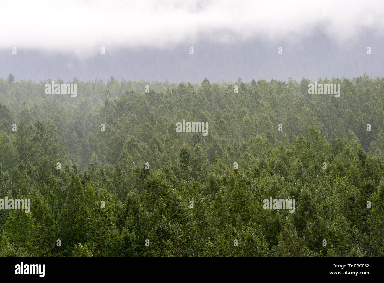 Alaskan forest near Seward Alaska Stock Photo