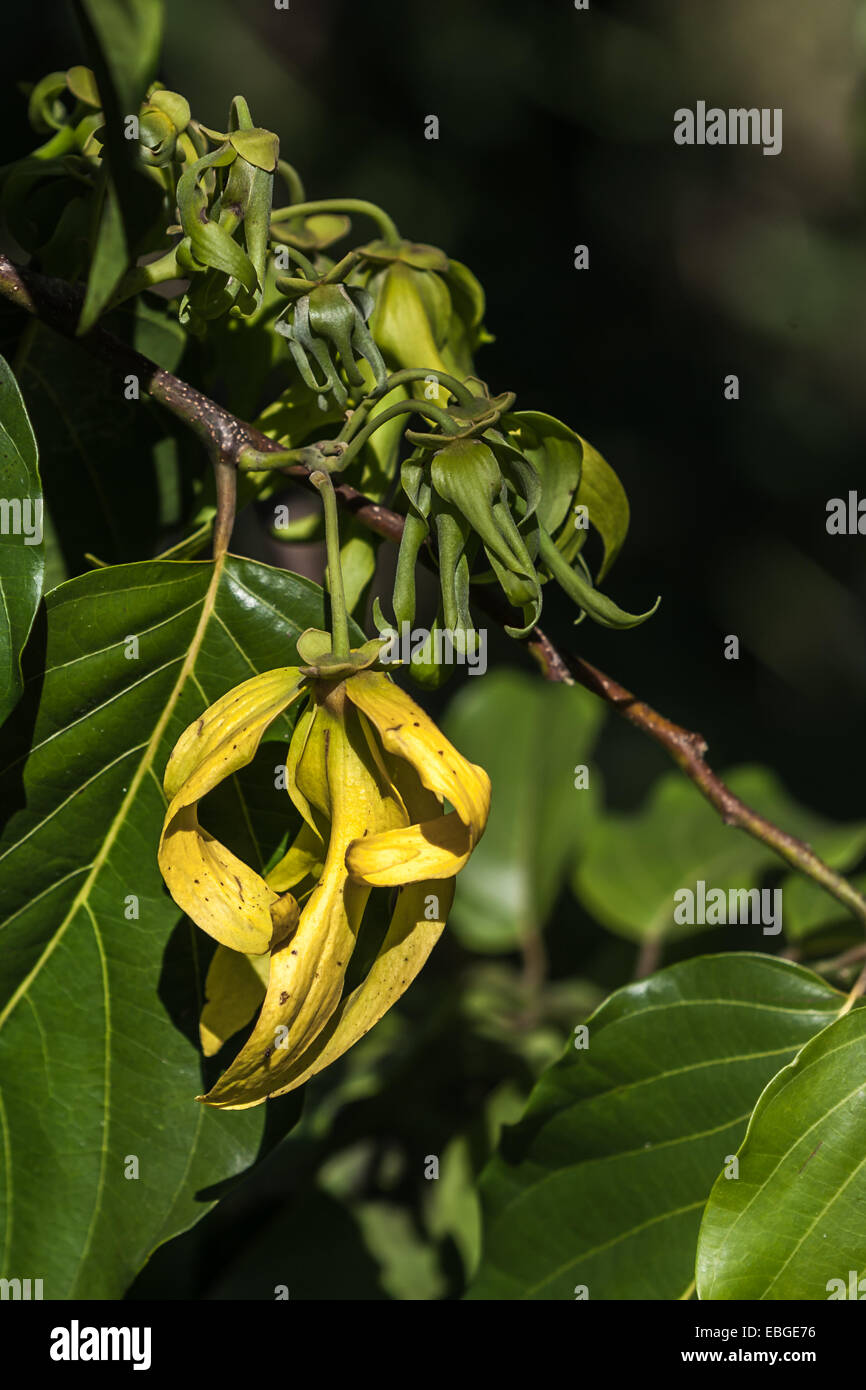 Ylang-Ylang flowers on tree, for manufacture of essential oil in Nosy Be, Madagascar Stock Photo