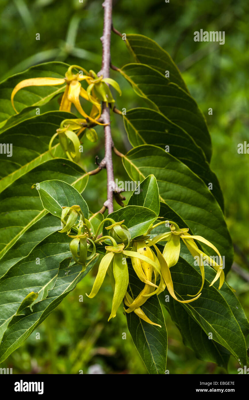 YlangYlang flowers on tree, for manufacture of essential oil in Nosy
