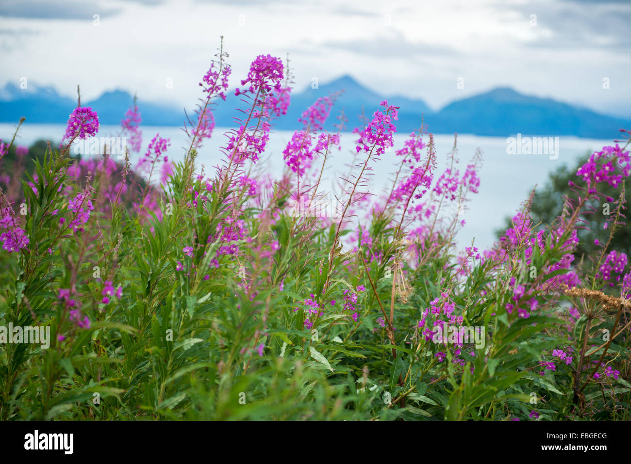 Homer alaska landscape hires stock photography and images Alamy
