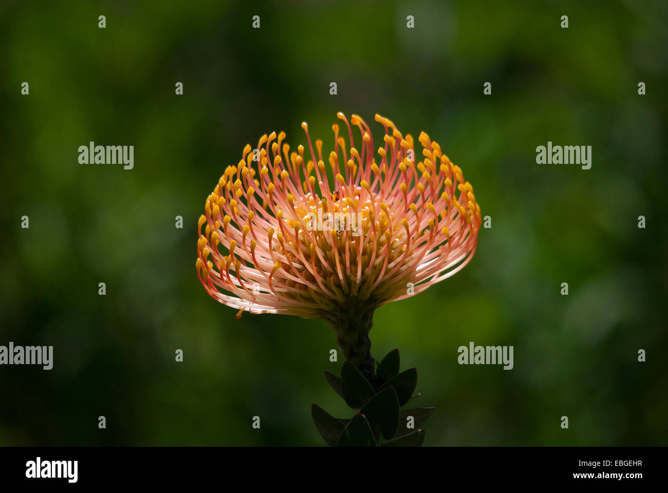 Protea flower taken in Kirstenbosch Gardens, Cape Town Stock Photo