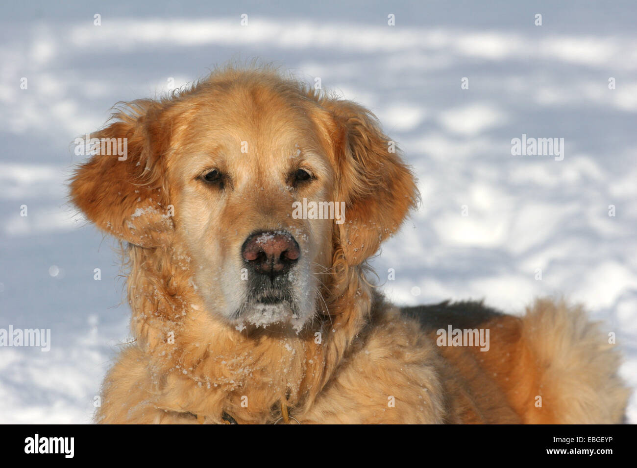 Golden Retriever Portrait Stock Photo - Alamy