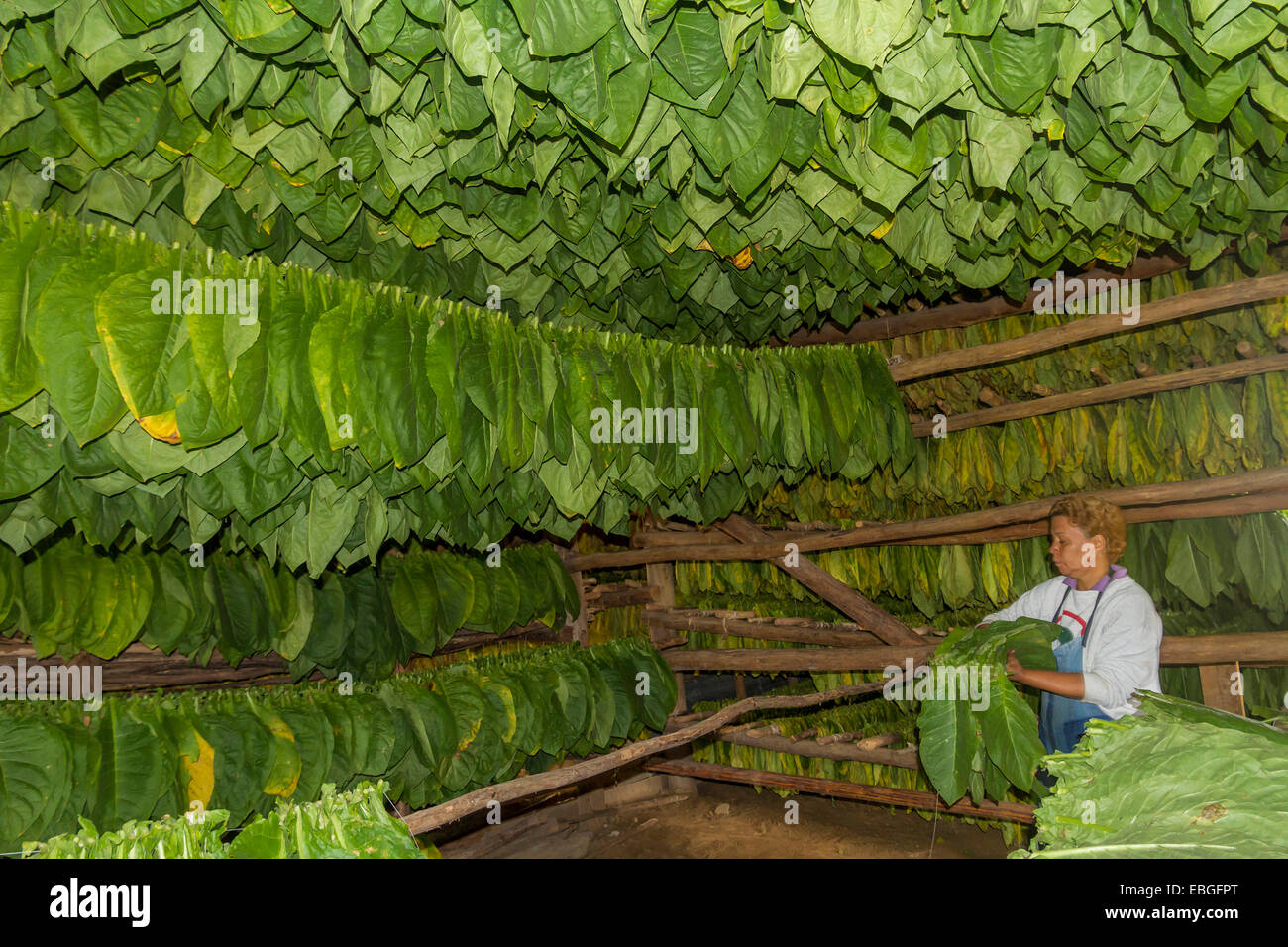 Cuba, Pinar del Rio, Tobacco shed Stock Photo