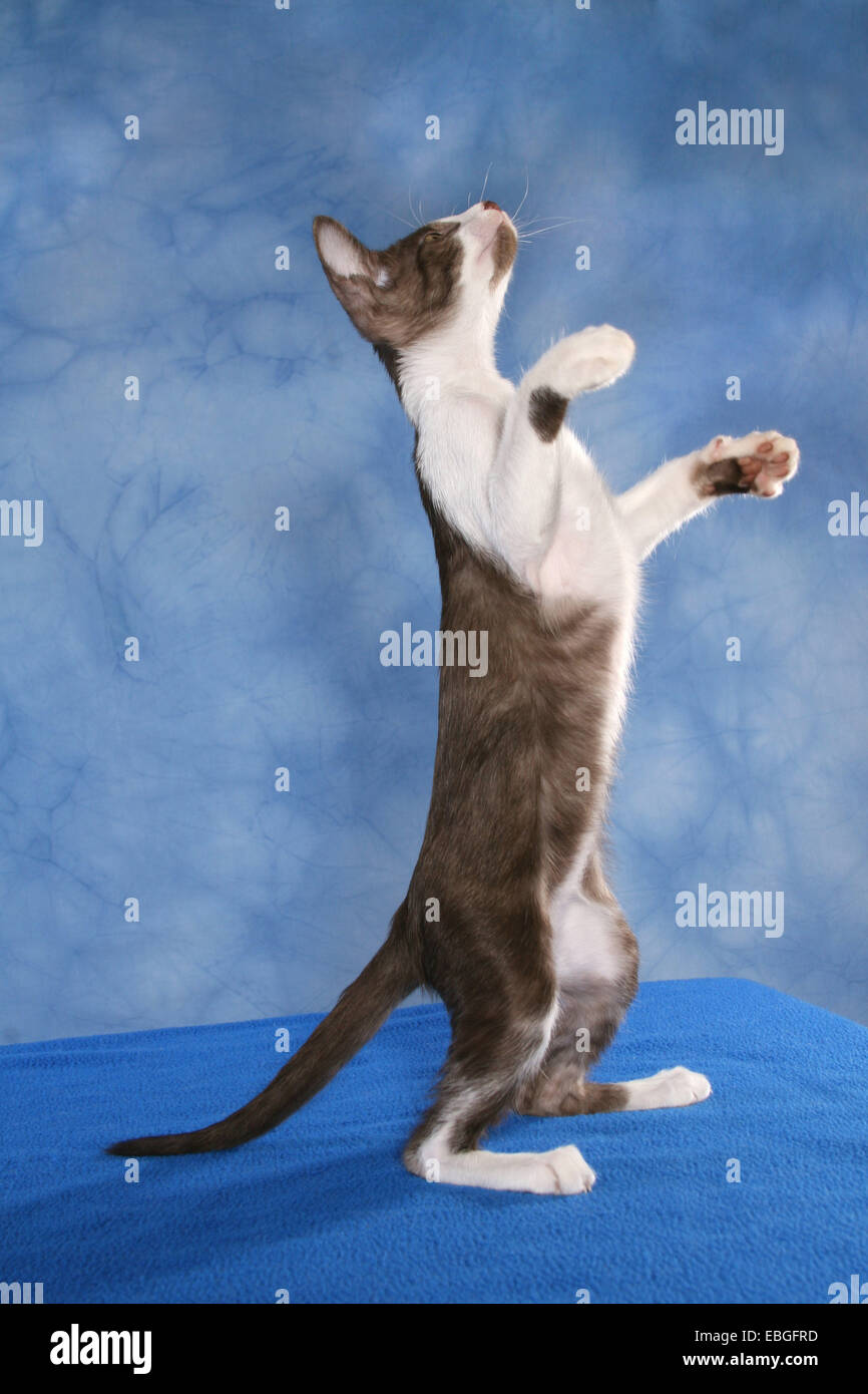 Cat profile side view standing hires stock photography and images Alamy