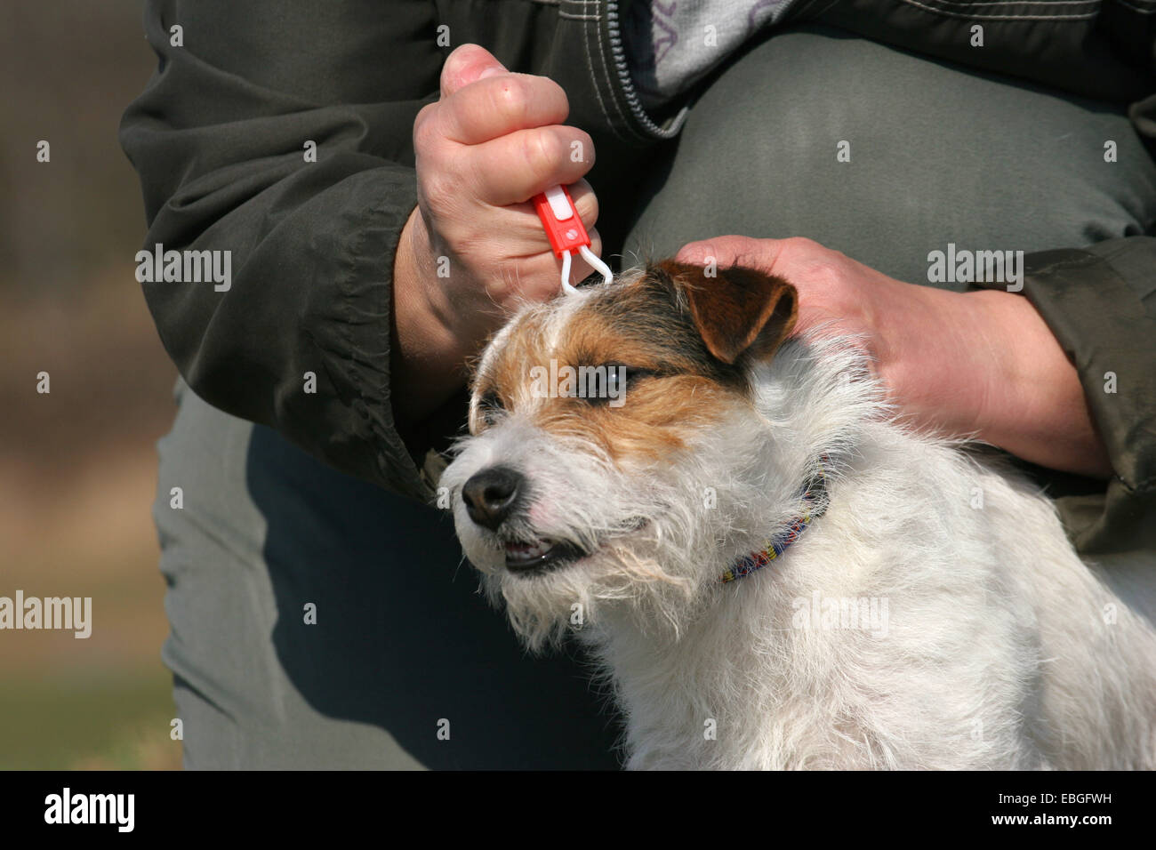 Removing a tick stock photo alamy