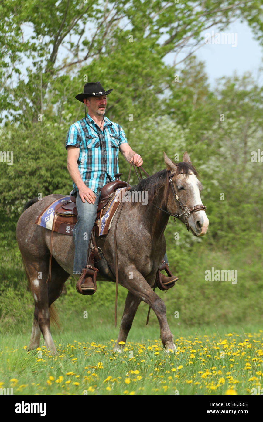 man rides American Paint Horse Stock Photo Alamy