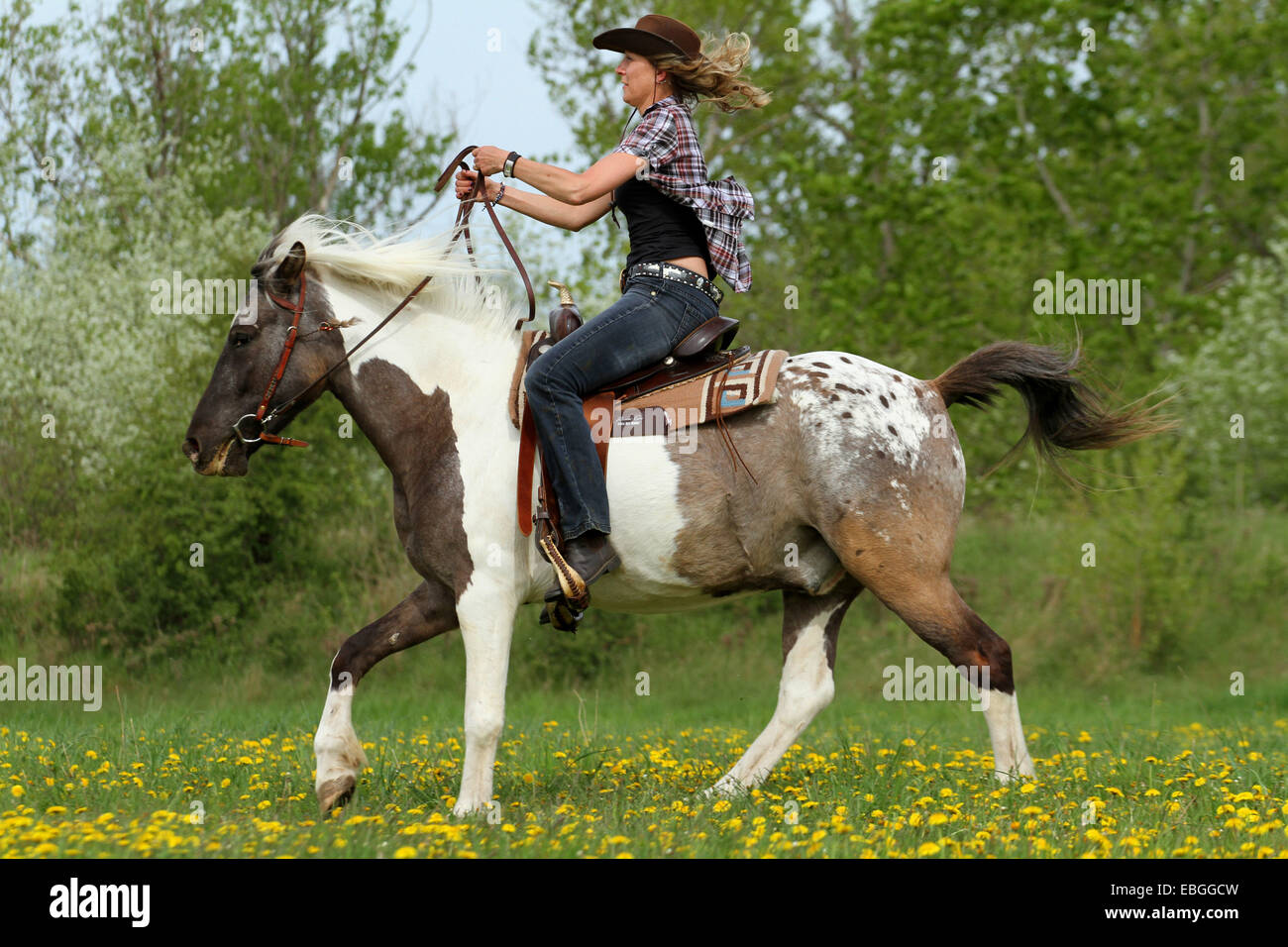 woman rides Pintaloosa Stock Photo - Alamy