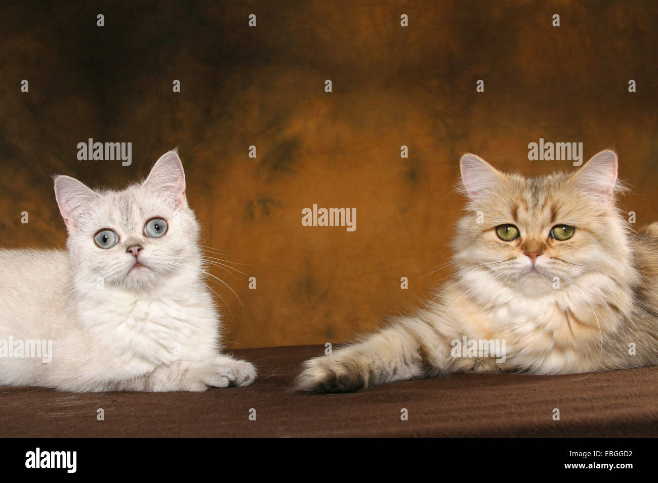 Exotic Shorthair And Persian Cat Stock Photo 75966830 Alamy