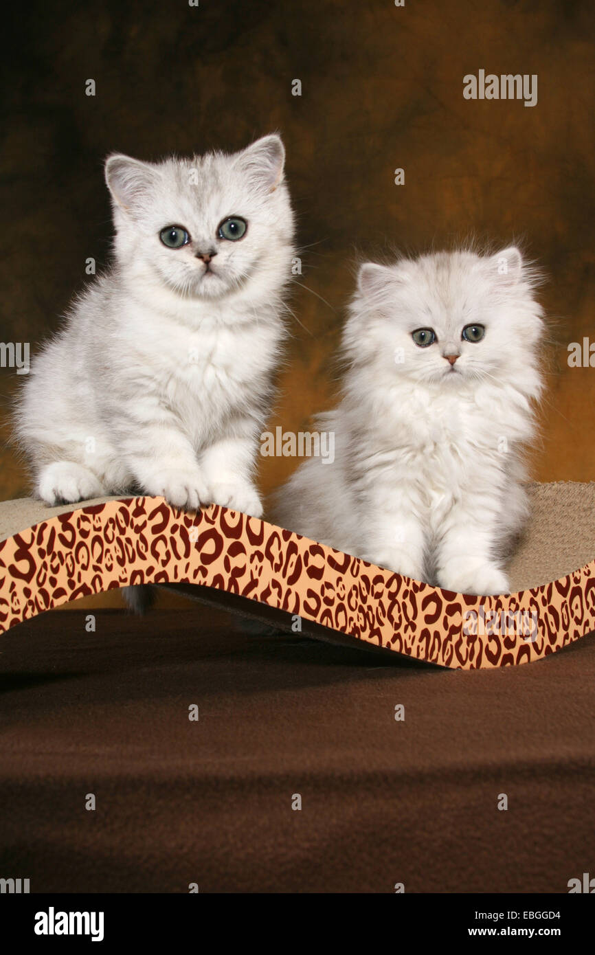 Exotic Shorthair and Persian cat Stock Photo