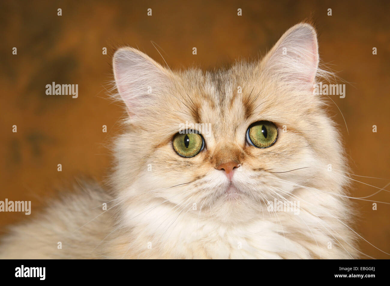 Persian cat portrait Stock Photo - Alamy