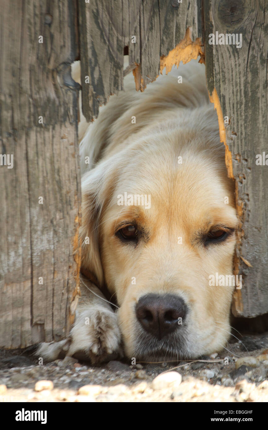 Golden Retriever behind fence Stock Photo Alamy