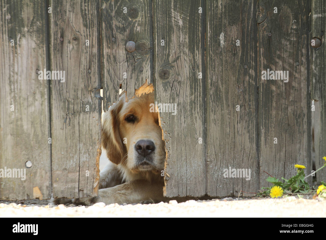 Golden Retriever behind fence Stock Photo Alamy
