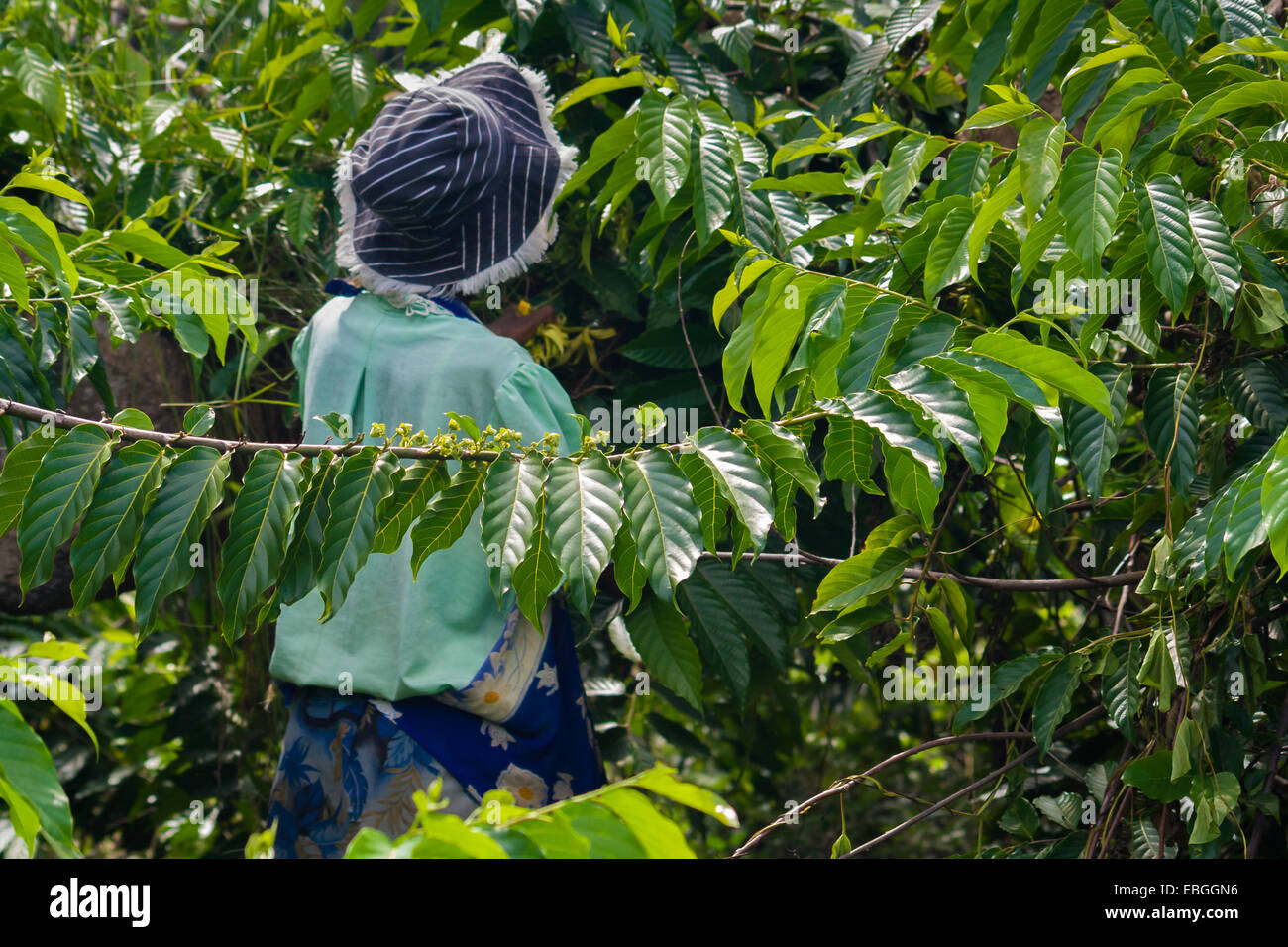 Ylang ylang plantation hires stock photography and images Alamy