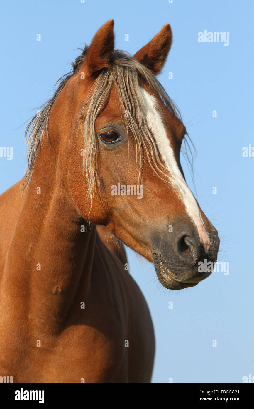 Welsh B Portrait Stock Photo - Alamy