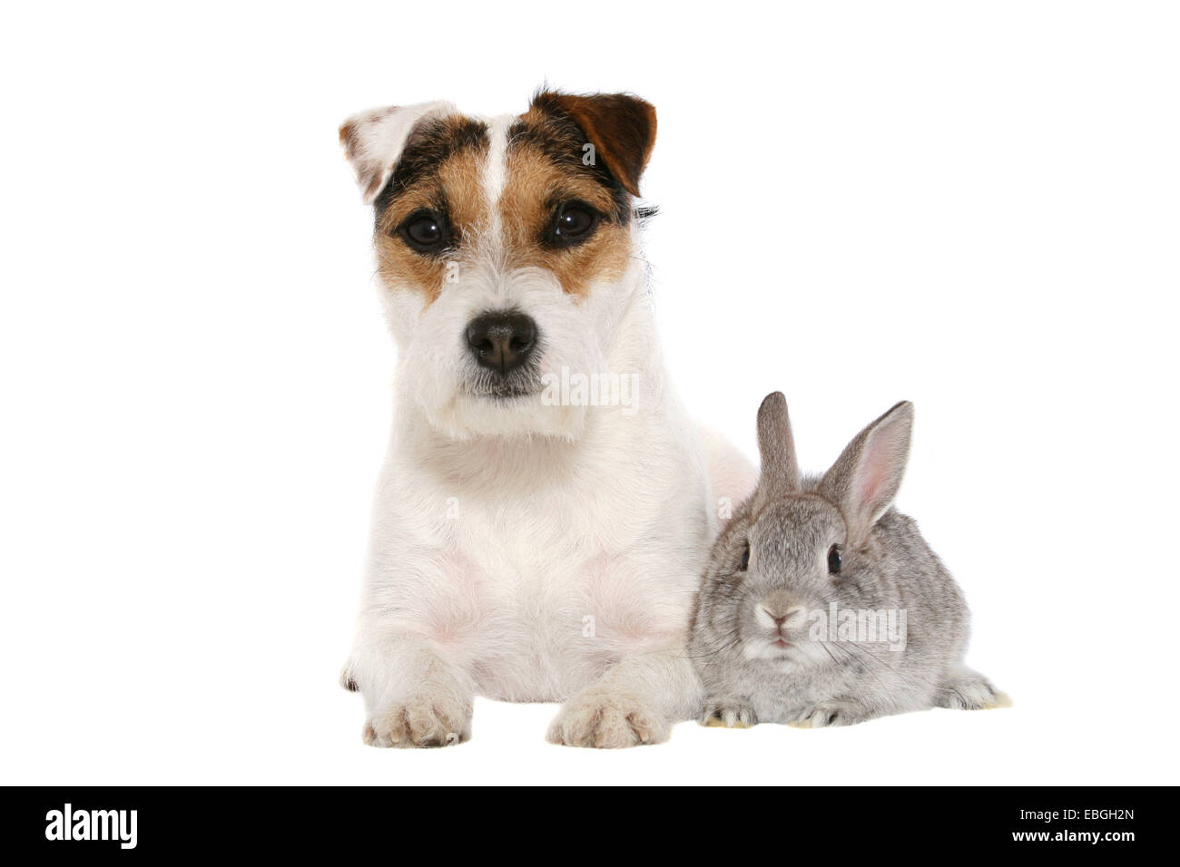 Parson Russell Terrier and rabbit Stock Photo - Alamy