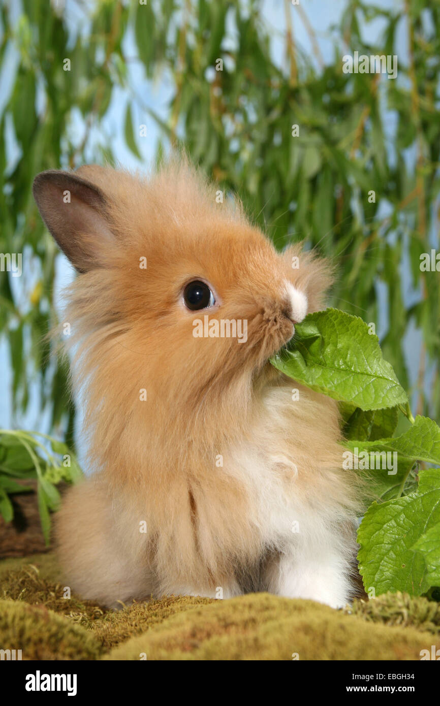 young lion-headed rabbit Stock Photo