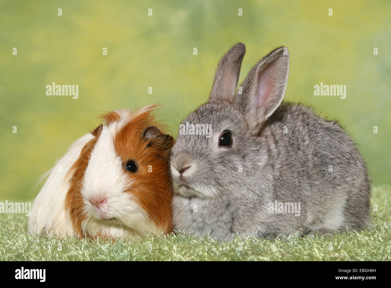 pygmy rabbit and guninea pig Stock Photo - Alamy