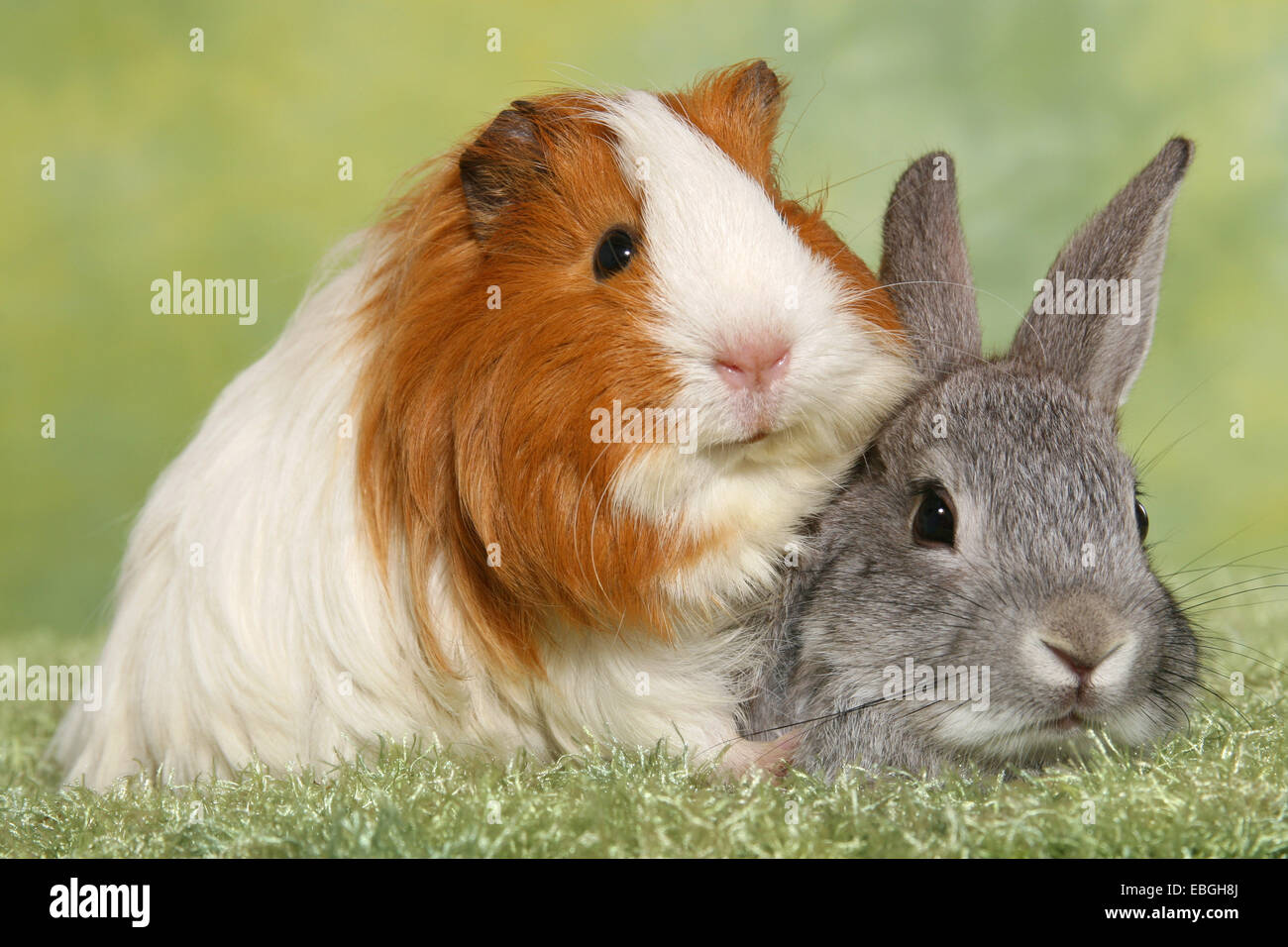 pygmy rabbit and guninea pig Stock Photo - Alamy