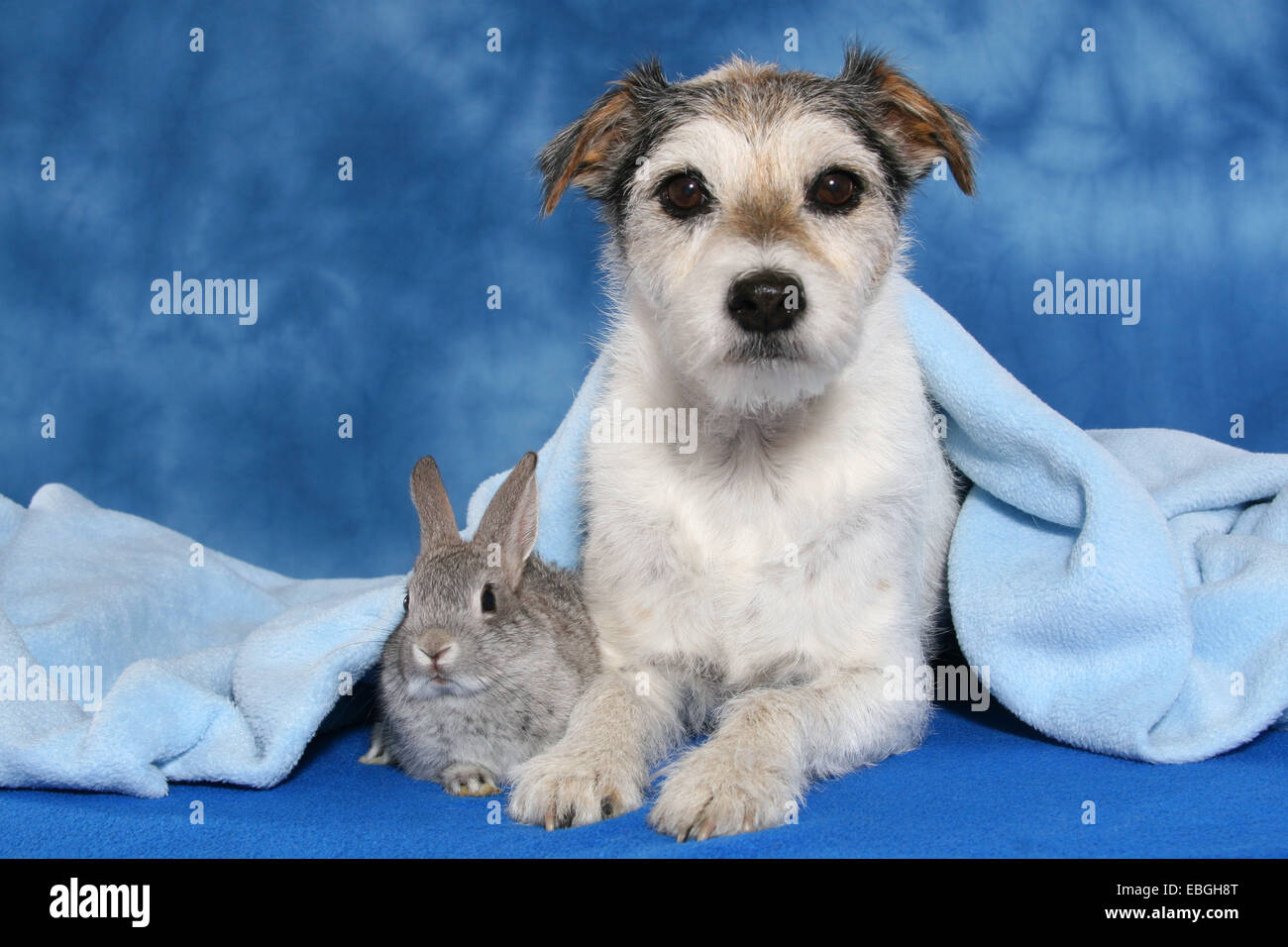 Parsaon Russell Terrier and pygmy rabbit Stock Photo - Alamy