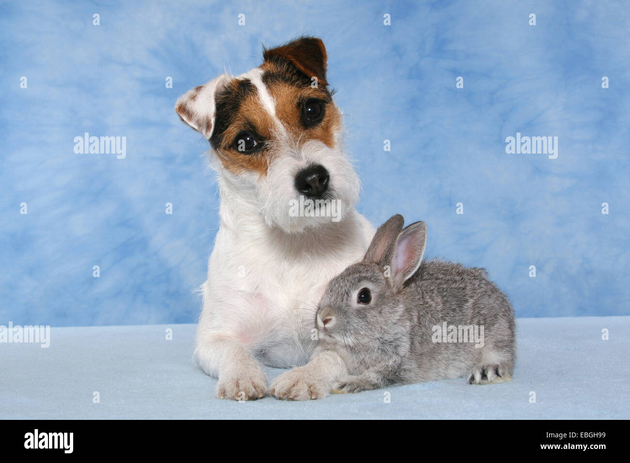 Parson Russell Terrier and pygmy rabbit Stock Photo - Alamy