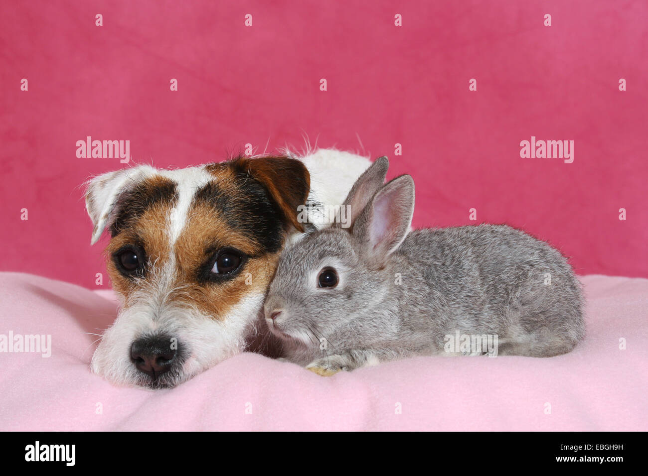 Parson Russell Terrier and pygmy rabbit Stock Photo - Alamy