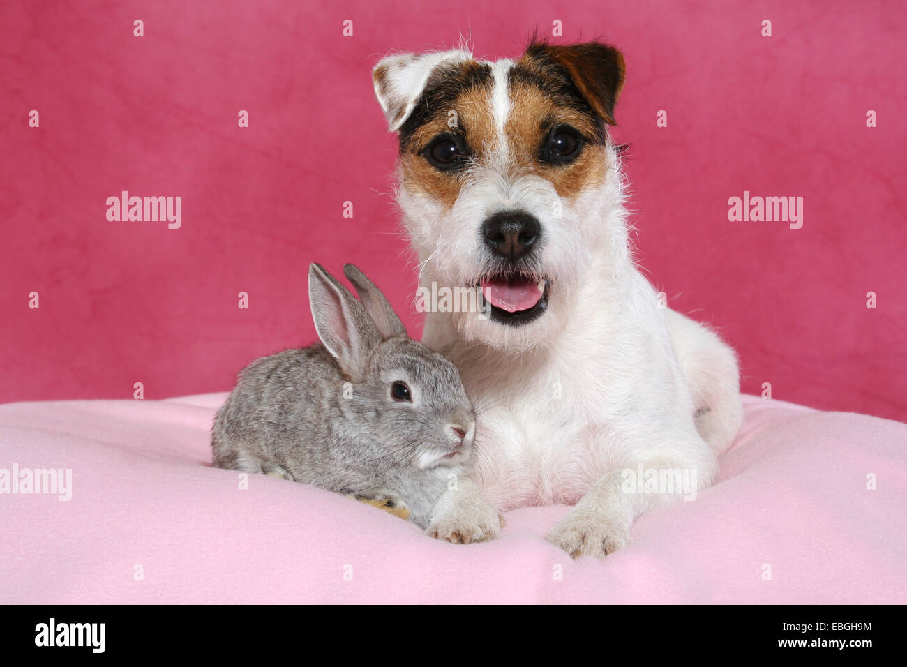 Parson Russell Terrier and pygmy rabbit Stock Photo - Alamy