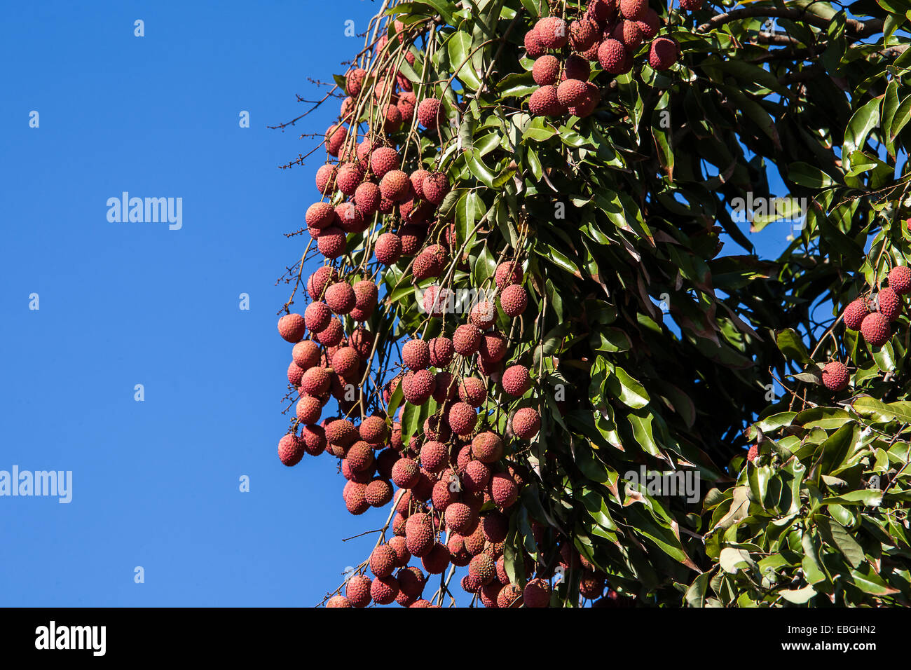Ripe lychee fruit on tree in the plantation Stock Photo