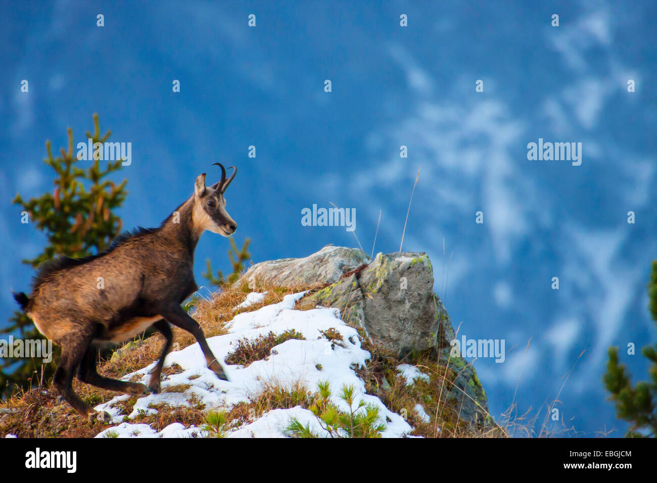 chamois (Rupicapra rupicapra), escapes over a cliff edge into the forest, Switzerland, Valais, Riederalp Stock Photo