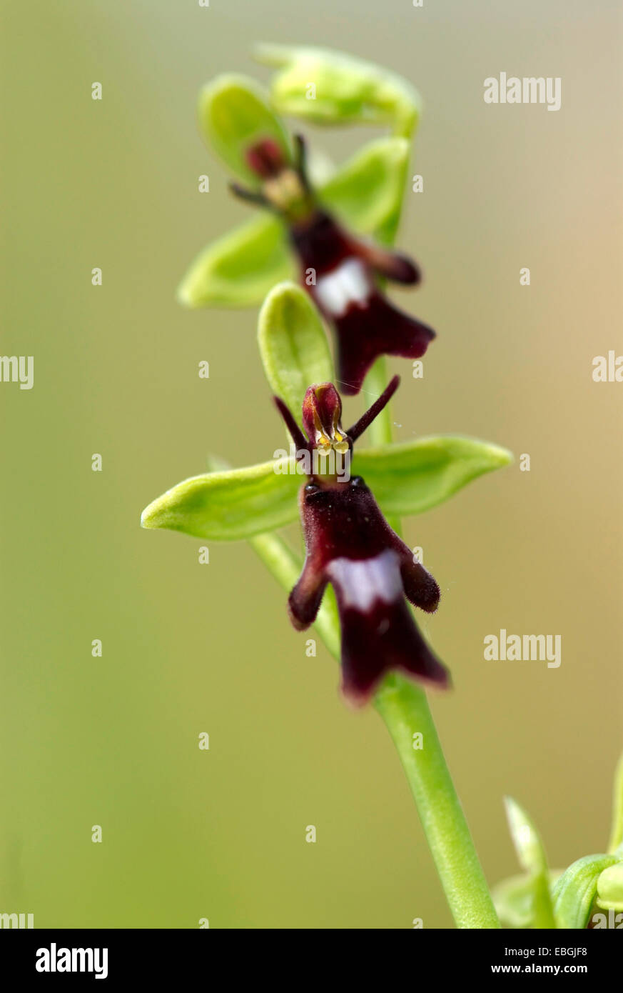fly orchid (Ophrys insectifera), flowering, Germany, Lower Saxony, NSG Silberberg Stock Photo