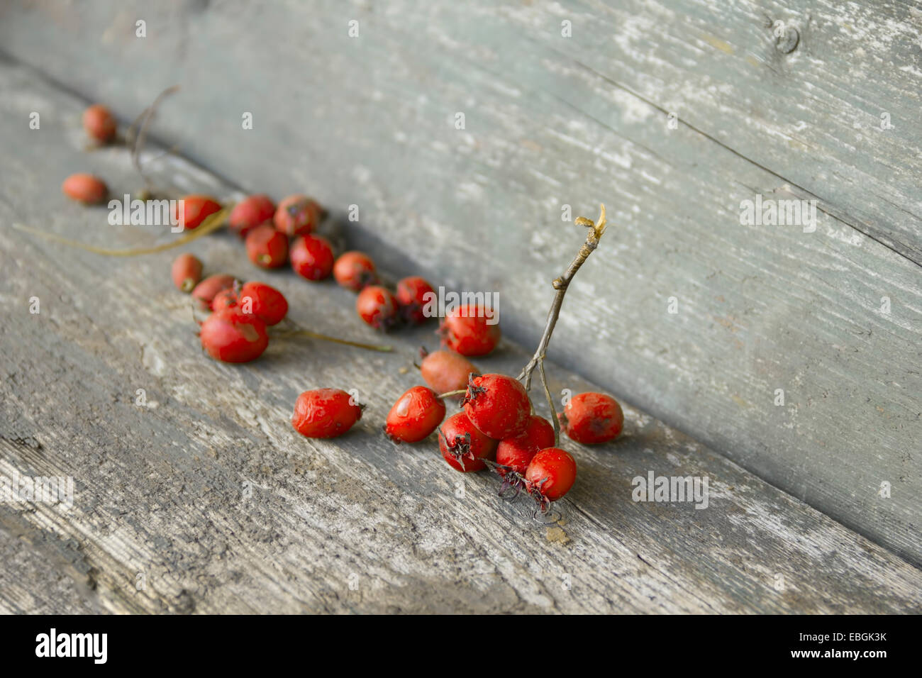Desiccated tree hi-res stock photography and images - Alamy