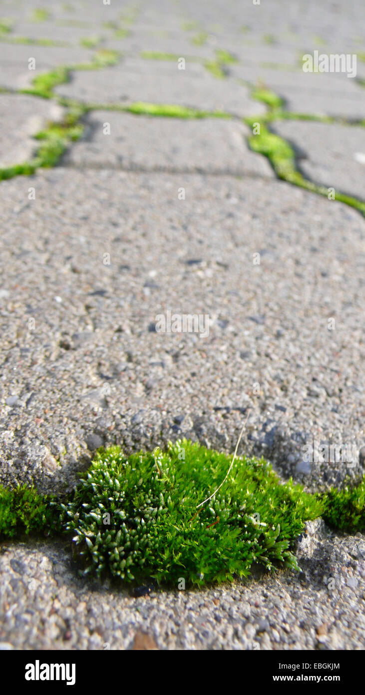 silvergreen bryum moss (Bryum argenteum), plants between chinks Stock Photo
