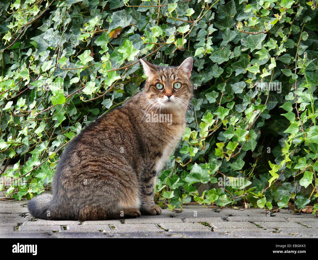 domestic cat, house cat (Felis silvestris f. catus), in front of Ivy