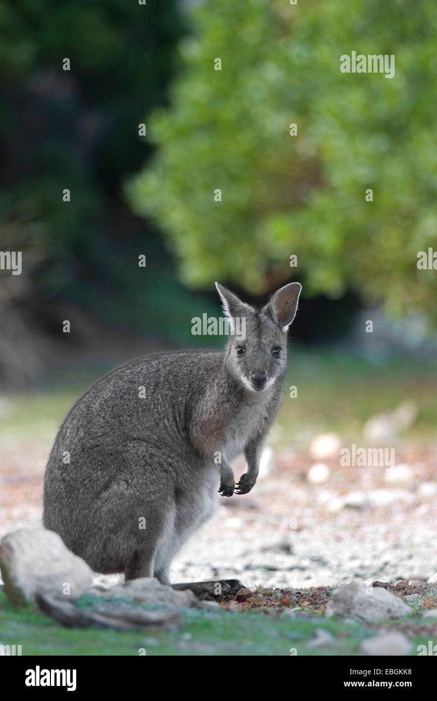 tammar wallaby, dama wallaby (Macropus eugenii), eye contact, Australia