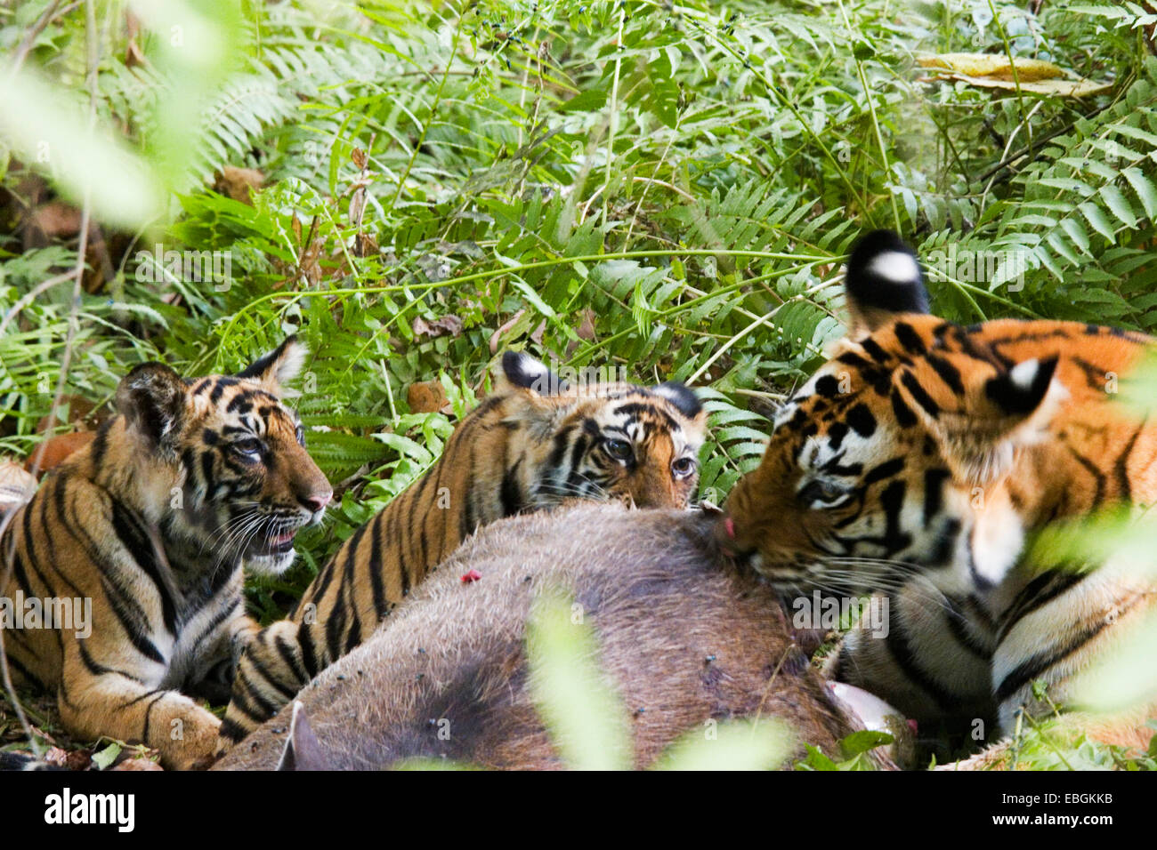Bengal tiger (Panthera tigris tigris), with cubs at prey, India, Bandhavgarh National Park Stock Photo