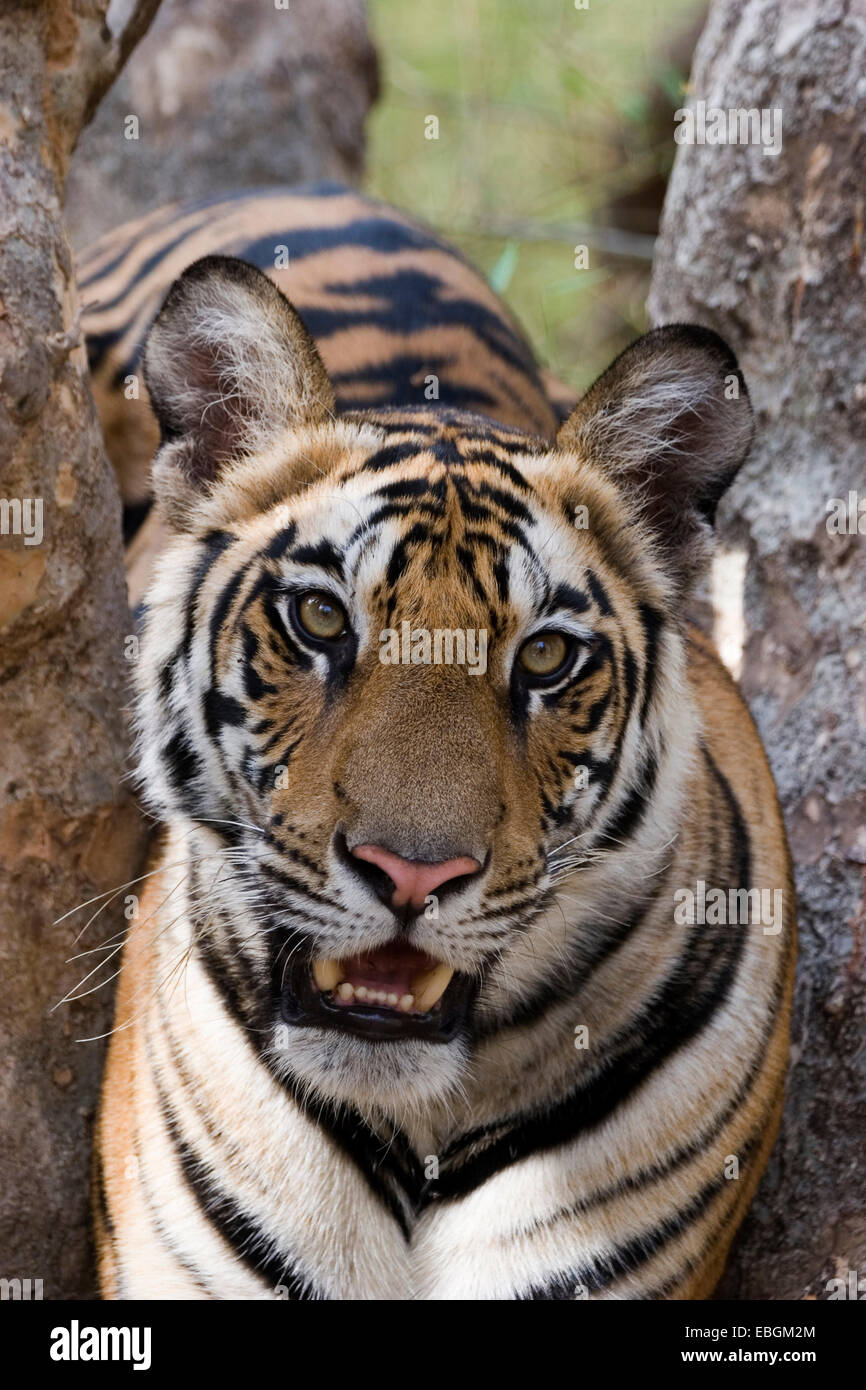 Bengal tiger (Panthera tigris tigris), on a tree, India, Bandhavgarh National Park Stock Photo